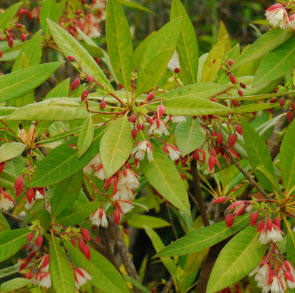 ต้นกระดิ่งนางฟ้า หรือไคร้ย้อย กระถาง สูง 20-30 ซ.ม. / ต้น