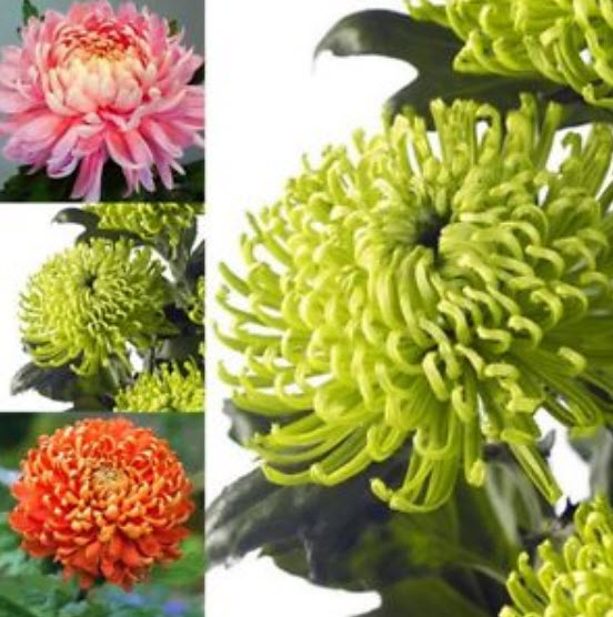 เบญจมาศดอกใหญ่ (Giant Chrysanthemum) คละสี / 200 เม็ด