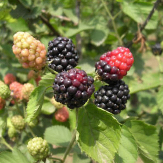 Jumbo Blackberry / 200 เม็ด