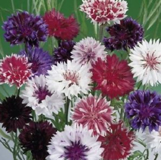 คอร์นฟลาวเวอร์ (Cornflower) คละ / 50 เม็ด (USA)