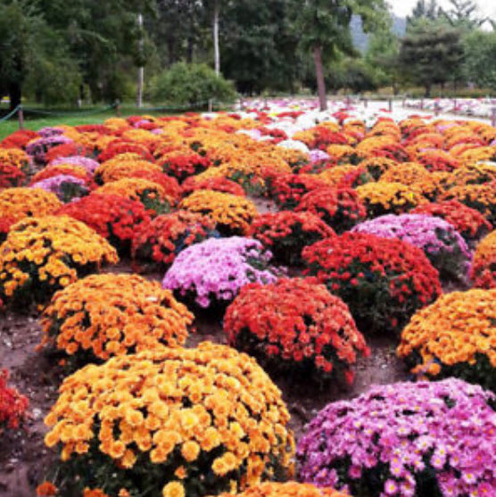 เบญจมาศคลุมดิน (Ground-cover Chrysanthemum) คละสี / 100 เม็ด