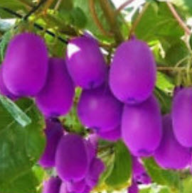 กีวี่ (Kiwi) สีม่วง / 100 เม็ด
