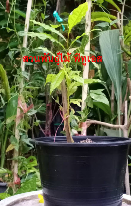 ต้นรุทรักษะ หรือ น้ำตาพระศิวะ กระถาง 8 นิ้ว สูง 20-30 ซ.ม.