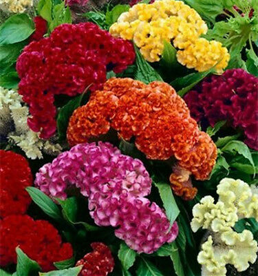 หงอนไก่ (Cockscomb) คละ / 500 เม็ด (USA)