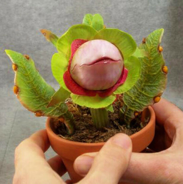 พืชกินแมลง (Insect-catching plant) / 50 เม็ด