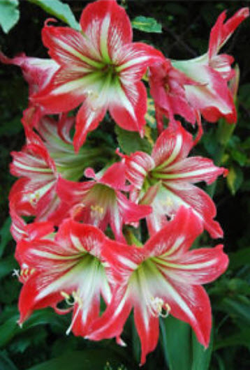 ว่านสีทิศ (Amaryllis) คละ / 100 เม็ด (นอก)