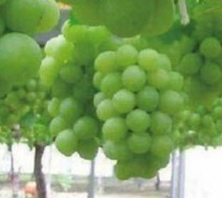 องุ่น ไชน์ มัสแคท (Shine Muscat grape) / 20 เม็ด