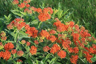 มิลค์หวีด (Milkweed) คละ / 15 เม็ด