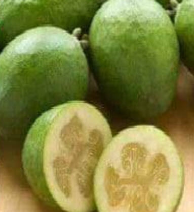 ต้นฝรั่งเฟยโจว ฝรั่งสับปะรด พันธุ์ Andre สูง 50-70 ซ.ม. ต้นไม้นำเข้า