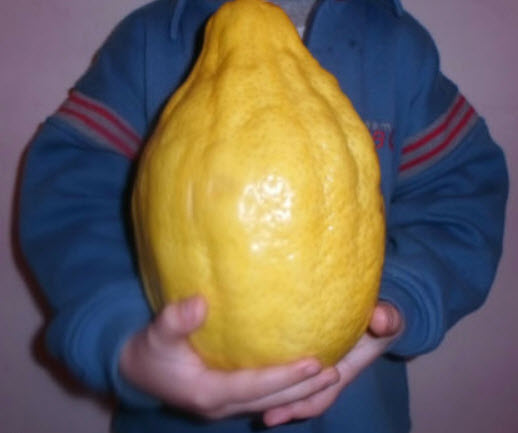 มะนาวอิทร็อก (Etrog / Citrus medica) / 5 เม็ด (Israel)