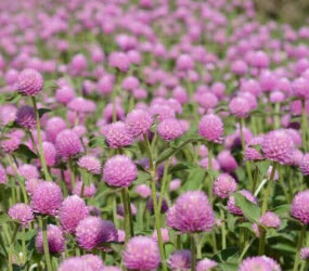 บานไม่รู้โรย (Globe Amaranth) สีชมพู / 100 เม็ด (ไทย)