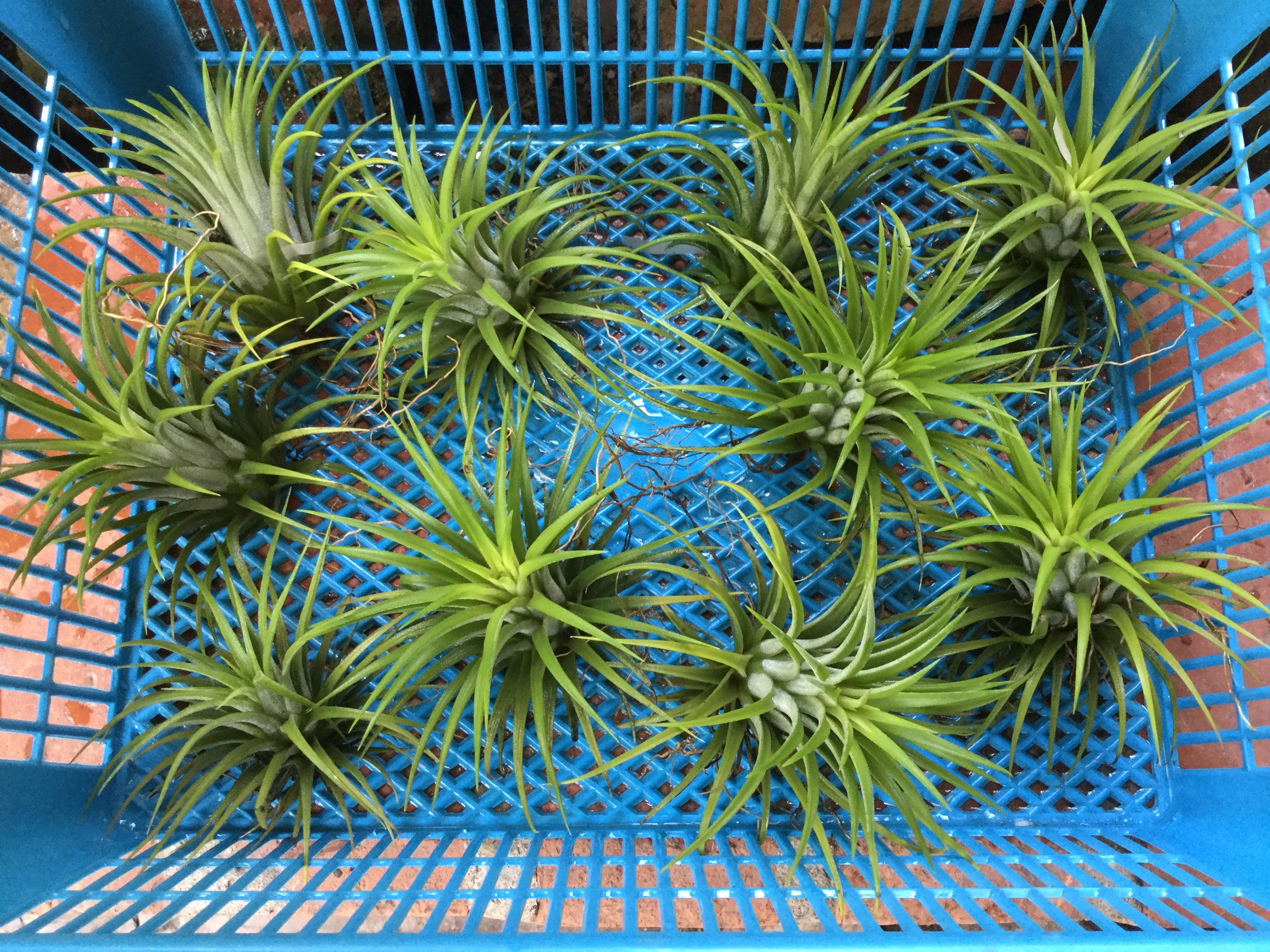 ต้นทิลแลนด์เซีย (Tillandsia) กระถางเล็ก / ต้น