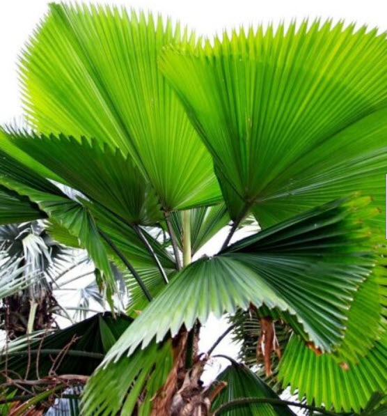 ปาล์มจีน หรือปาล์มเซี่ยงไฮ้ (Chinese Palm Tree) / 10 เม็ด (China)