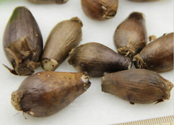 หัวว่านลิลี่แมงมุม (Spider Lily) สีดำ / 3 หัว (นอก)