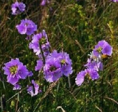 ชบาโสม (Musk Mallow) สีม่วง / 500 เม็ด (UK)
