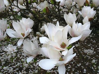 แม็กโนเลีย ยูหลาน (Magnolia Yulan) สีขาว / 5 เม็ด