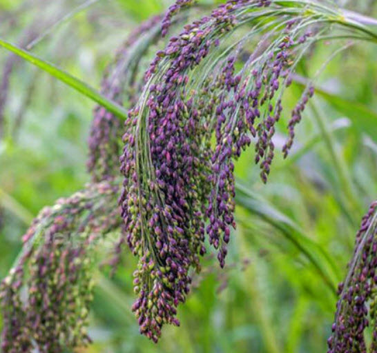 หญ้าหางหมาสีม่วง (Violet Panic Grass Millet) / 700 เม็ด (UK)