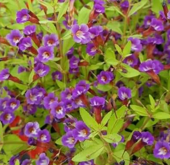 ผักแขยง ผักแขยงนา กะแยงแดง กะแยง กะออม ผักพา / ซองใหญ่ 15,000 เม็ด (ขายส่ง)