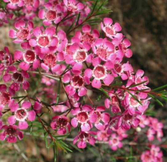 แวกซ์ฟลาวเวอร์ (Waxflower / Chamelaucium Uncinatum) ชมพู / 3 เม็ด (China)