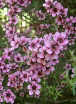ต้นมานูก้า ดอกสีชมพู (Manuka) สูง 20-40 ซ.ม. / ต้น