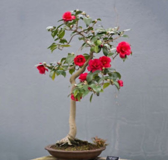 คามิเลีย (Camellia) / 10 เม็ด