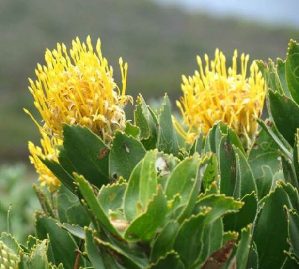 โพรเทีย / ลิวโคสเปอร์มัม (Protea / Leucospermum) สีเหลือง / 3 เม็ด (UK)