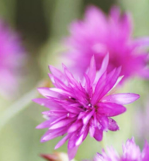 อิมมอร์เทล (Immortelle) / ซอง 50 เม็ด (A129)