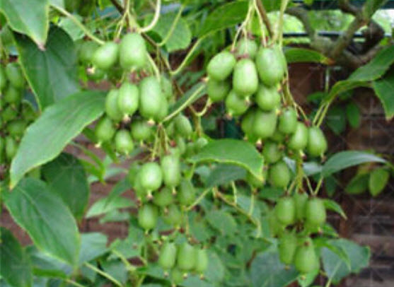 กีวี่ มินิ (Kiwi mini) / 50 เม็ด (China)