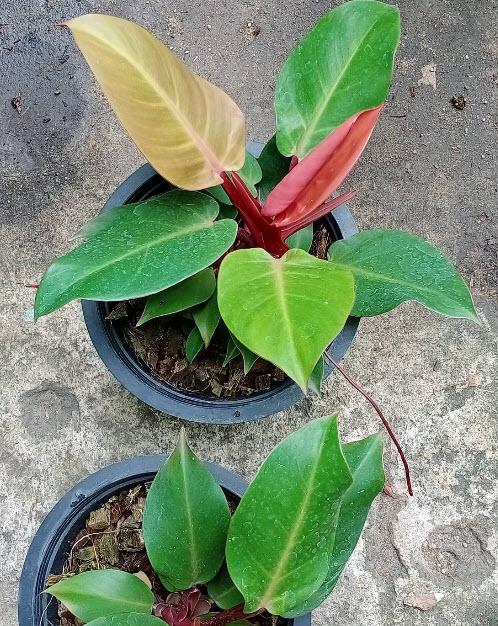 ต้นฟิโล กุมารแดงเรียกทรัพย์ / เชอรี่ เรด / เรด คองโก กระถาง 6 นิ้ว