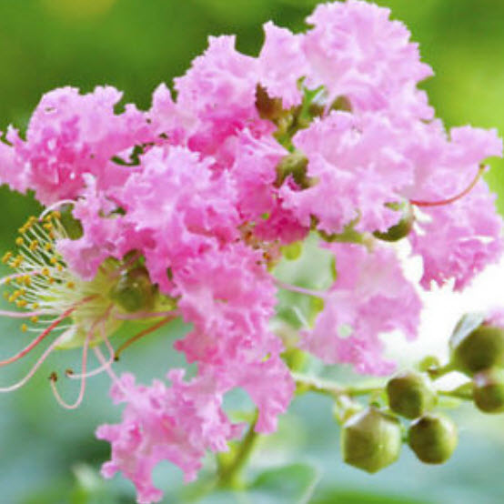 ยี่เข่ง บอนไซ สีชมพู / 50 เม็ด (นอก)