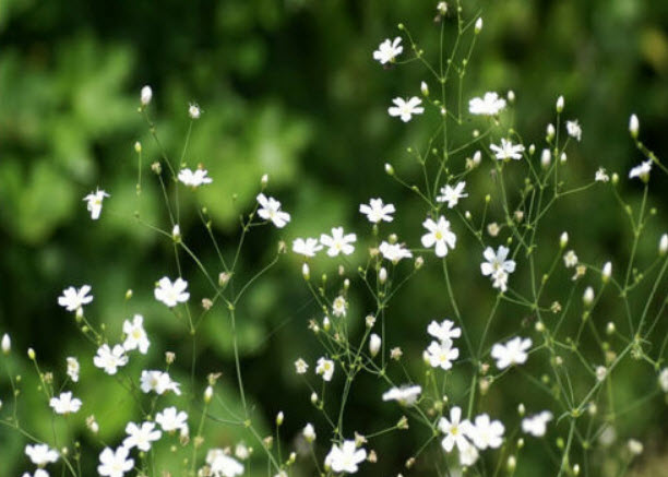 ยิปโซ (Gypsophila) สีขาว / 3,500 เม็ด (UK)
