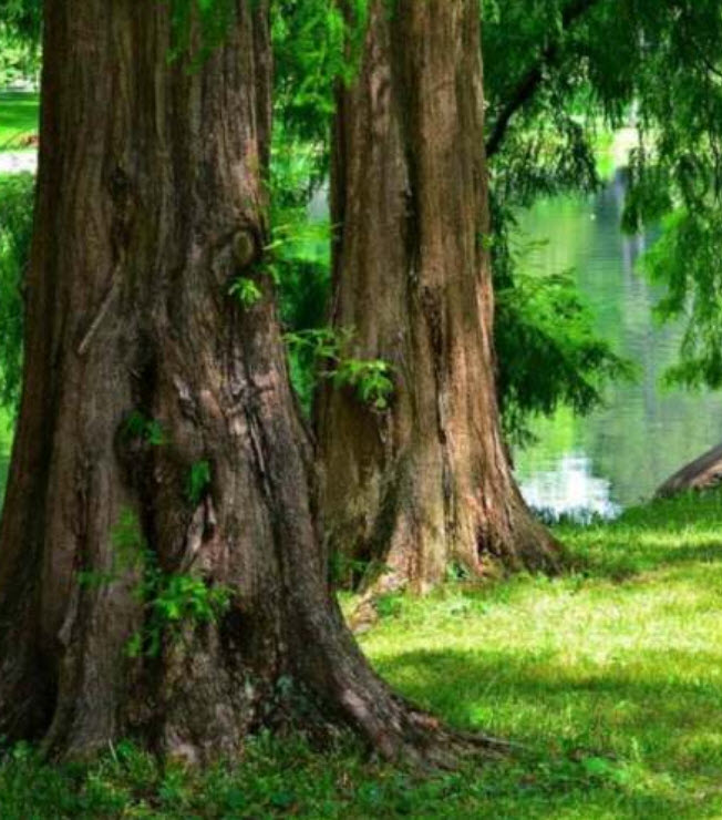 ดอน เรดวูด (Dawn Redwood) / 50 เม็ด (Spain)