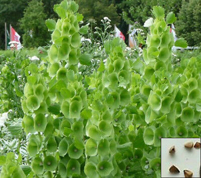 เบลส์ ออฟ ไอร์แลนด์ (Bells of Ireland) / 200 เม็ด (UK)