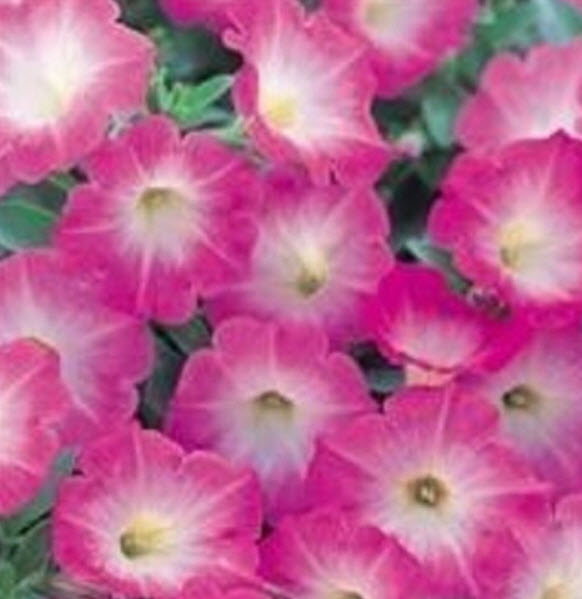 พิทูเนีย - โคโลรามา (Petunia Colorama) คละ / 1,500 เม็ด (UK)
