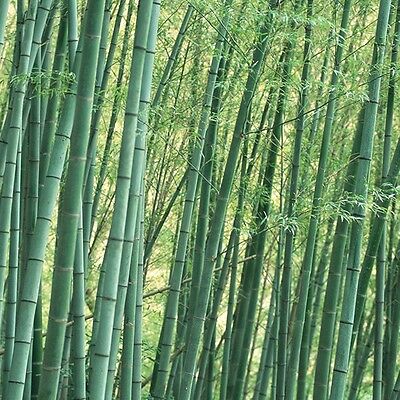 ไผ่โมโซยักษ์ (Giant Moso bamboo) / 30 เม็ด