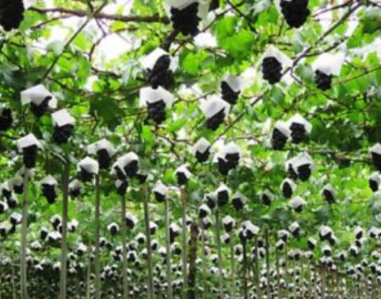 องุ่นเคียวโฮญี่ปุ่น สีม่วง / 50 เม็ด (นอก)