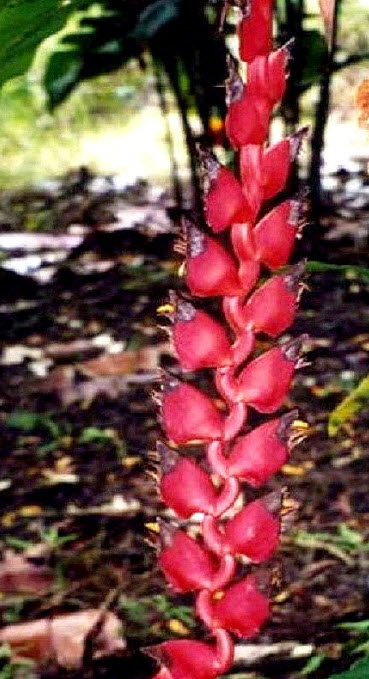 เฮลิโคเนีย ไนกริแพฟิคซา (Heliconia Nigriprafixa) สีแดง / 5 เม็ด (Israel)