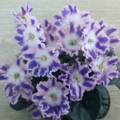 แอฟริกันไวโอเล็ต (African Violet) คละ / 100 เม็ด