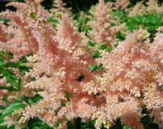 อัสดง (Astilbe) คละสี+สายพันธุ์ / 100 เม็ด (นอก)