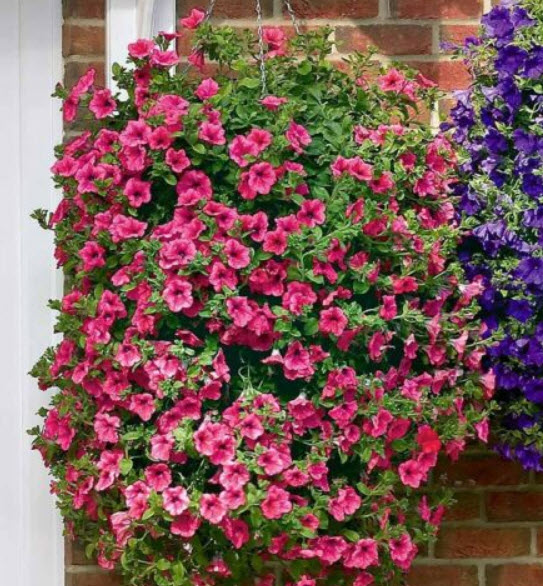 คาลิบราโคว์ คาบลูม (Calibrachoa - Kabloom) คละ / 200 เม็ด