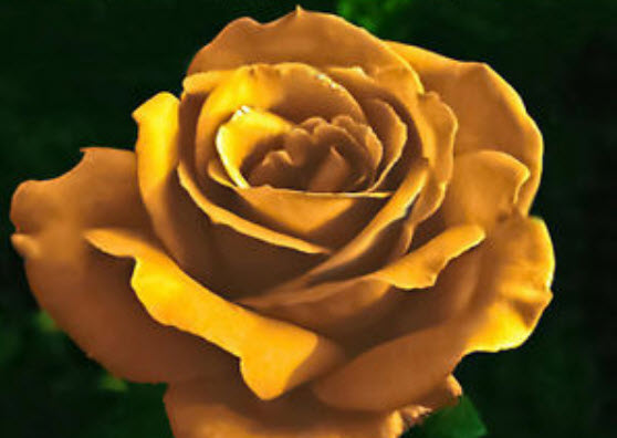 กุหลาบ สีทอง (Golden Rose) / 50 เม็ด (หายาก)