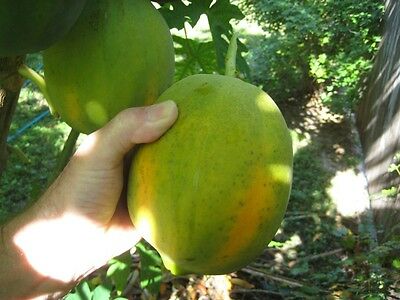 มะละกอ ฟลอริด้า โกลด์ (Florida Gold Papaya) / 10 เม็ด (USA)