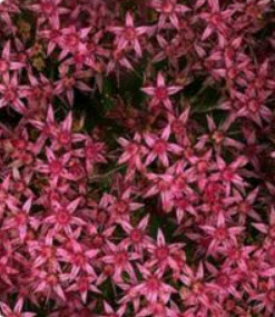 สตาร์ ฟลาวเวอร์ (Star Flower) สีแดงกุหลาบ / 25 เม็ด (นอก)