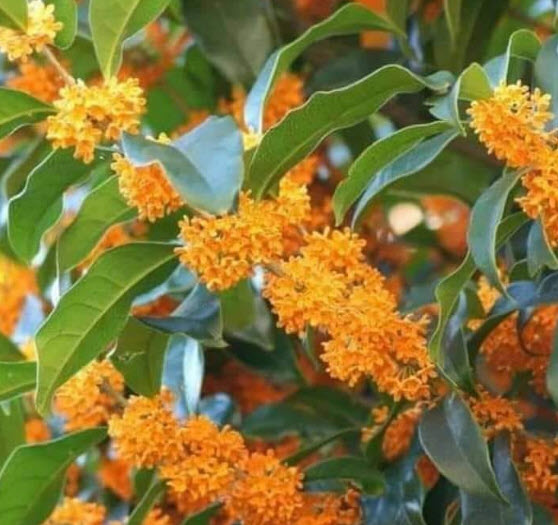 ต้น หอมหมื่นลี้ ดอกสีส้ม หายาก สูง 30-50 ซ.ม.