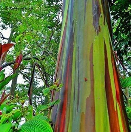 ยูคาลิปตัสแฟนซี (Rainbow Eucalyptus) / 150 เม็ด (Portugal)*