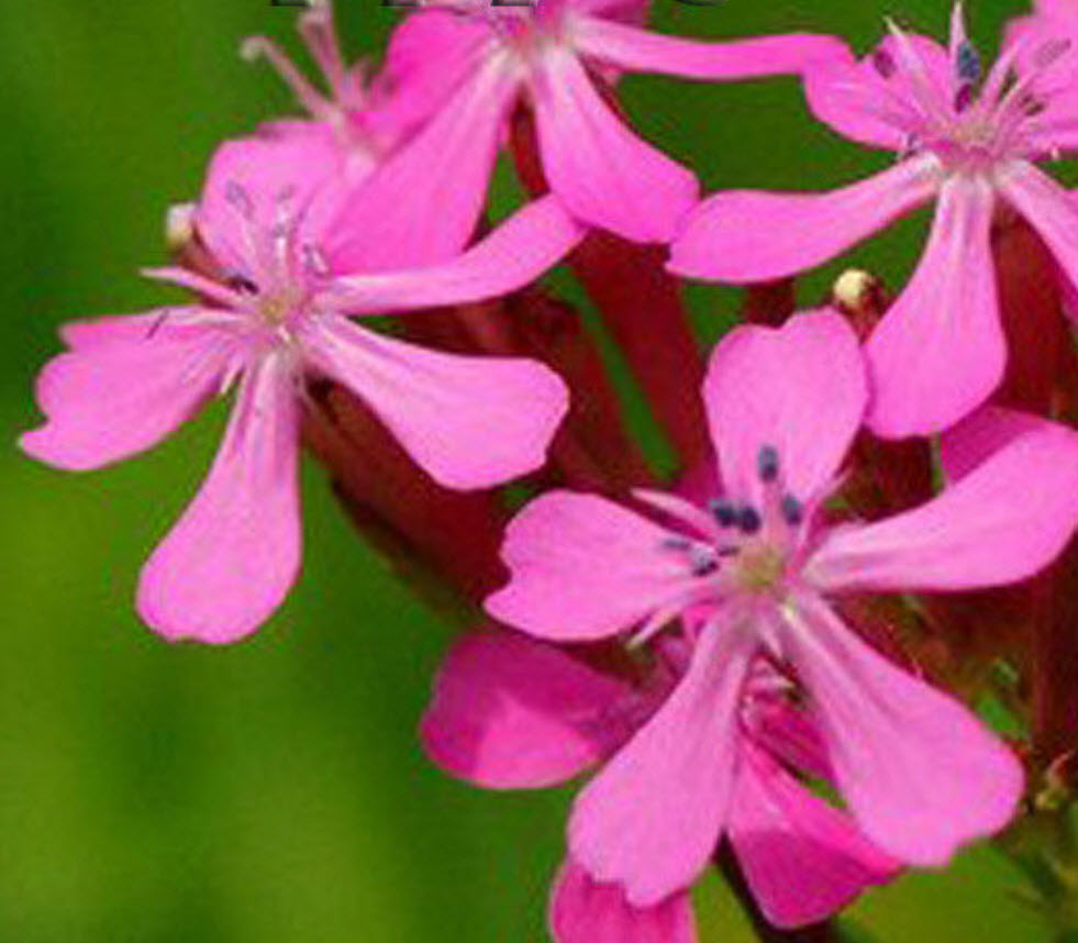 แคทฟลาย - คาร์มาย พิ้งค์ (Pink Carmine Catchfly) / 500 เม็ด (UK)