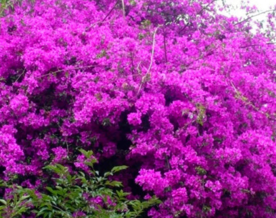 เฟื่องฟ้าสีม่วง (Purple Bougainvillea) / 50 เม็ด