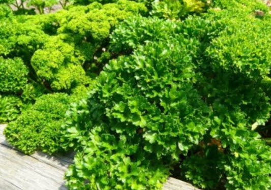 พาร์สลีย์-มอส เคิร์ล (Parsley) / 3,000 เม็ด (UK)
