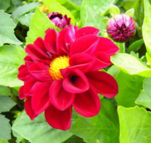 ดาห์เลีย หรือรักเร่ (Dahlia) สีแดง / ซอง 100 เม็ด (S045)