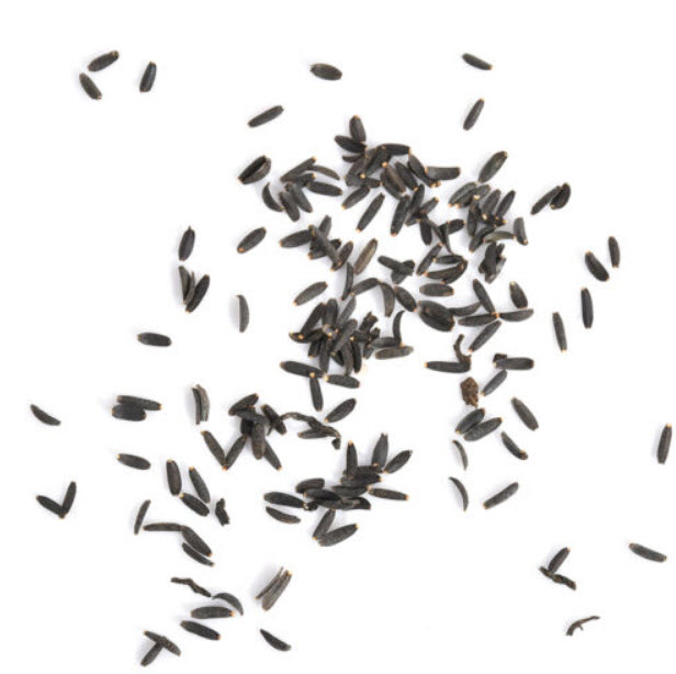 เบญจมาศ Blue Eye Chrysanthemum / 50 เม็ด